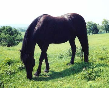 Grazing Progress in Health